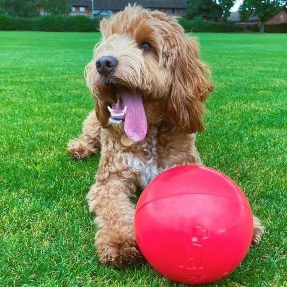 Company Of Animals - Boomer Ball - 110Mm Diameter